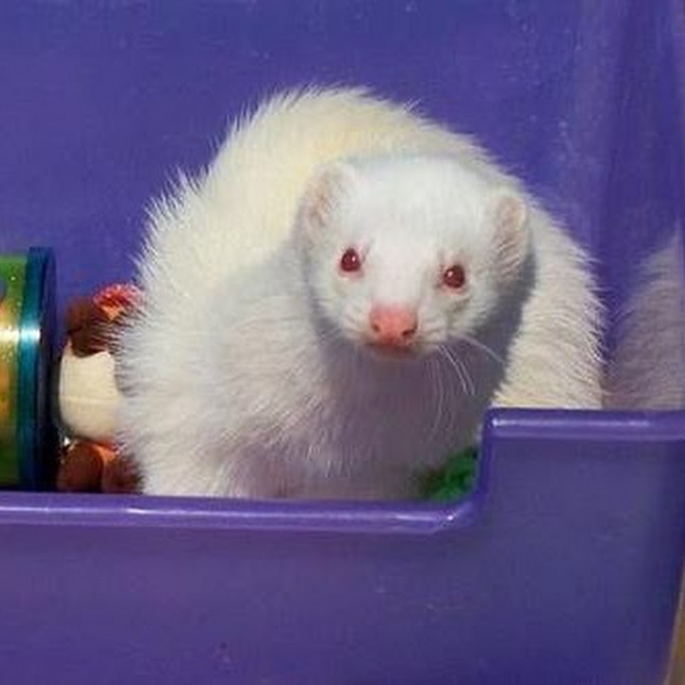 Meet your Posher, Diana